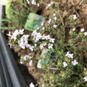 Thyme in flower