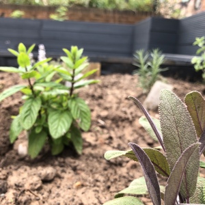 Mint and sage in a raised bed