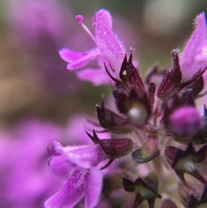 pink/Purple flowers on a thyme plant